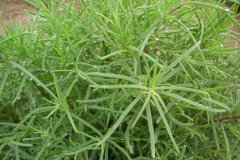 【海英菜】生自海边的野味蔬菜――海英菜